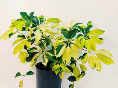 Con un simple truco: cómo reproducir tu aralia para tener la planta más linda y rozagante