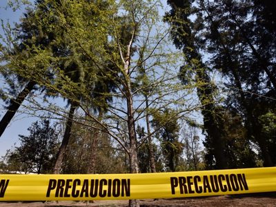 Gobierno de CDMX retirará el ahuehuete de la Glorieta de Reforma: asegura que sigue vivo