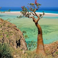 La isla extraterrestre: tiene una gran variedad de especies exóticas