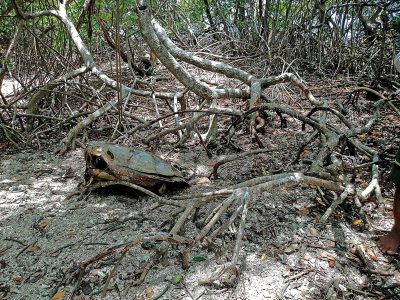 "Bosques azules" en agonía