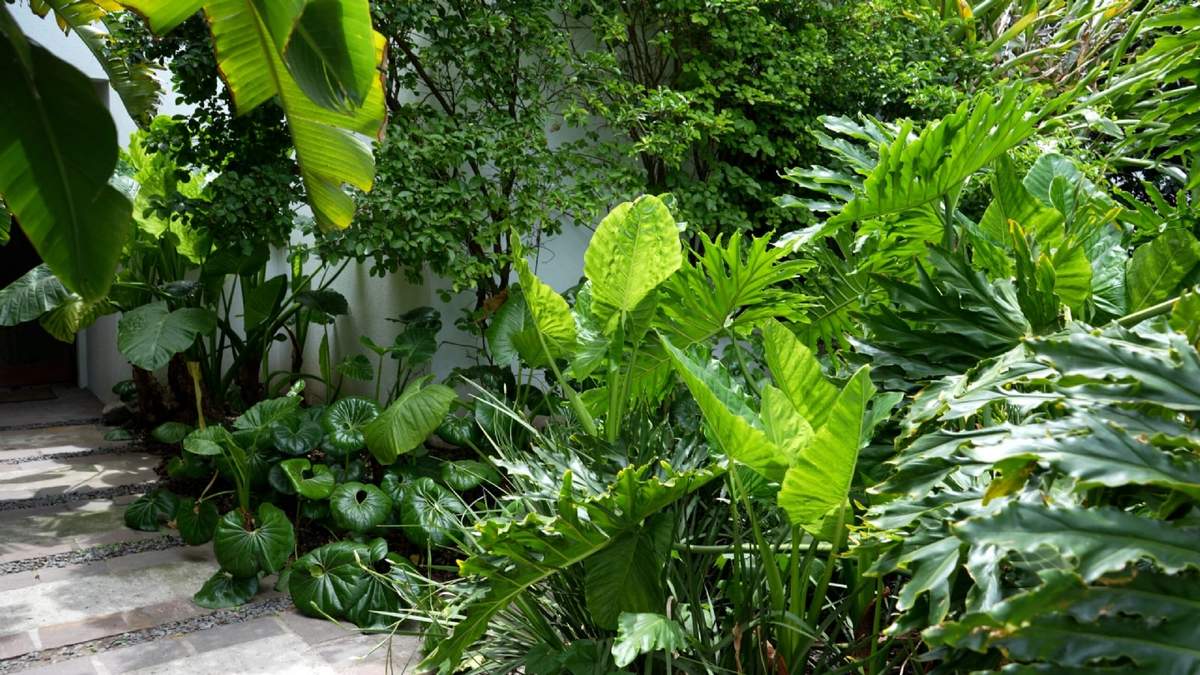 Plantas tropicales. Fuente: (Instagram)