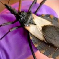 Alertaron por presencia de vinchucas en la provincia de Neuquén y reforzaron acciones de prevención
