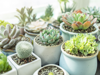 Con un recipiente descartable creá esta minimaceta DIY de microcemento ideal para tus suculentas