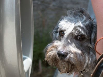 Estas croquetas para perro no cumplen lo que prometen, según Profeco
