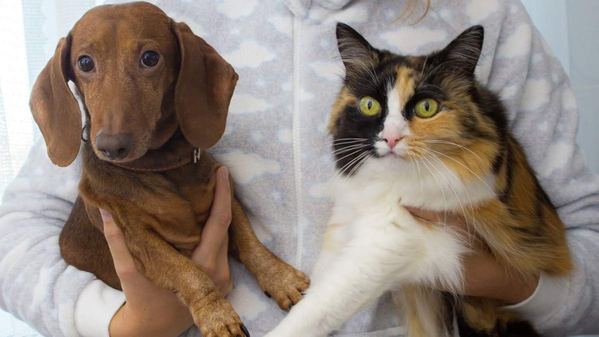 Las reformas al Código Civil de la CDMX ahora consideran a los animales de compañía en los convenios de divorcio.