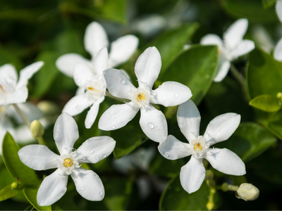 4 plantas que llenarán tu casa del más rico aroma durante la primavera