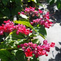 Para un jardín de ensueño: el truco de los jardineros para que tu Clerodendro explote de flores esta primavera