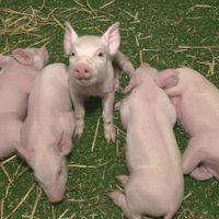 El hombre que recibió el primer trasplante de corazón de un cerdo habría muerto por un virus porcino