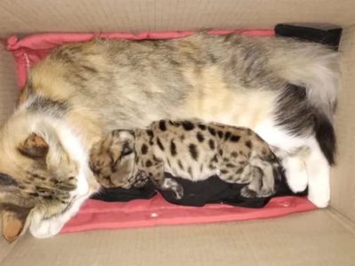 El cachorro de puma que sobrevivió a la Ruta 40 se recupera gracias a la adopción de una gata doméstica