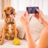 Fotos y mascotas: 6 trucos para obtener las mejores imágenes desde casa