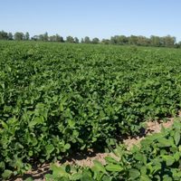 Planta: la legumbre que crece debajo de la tierra y esconde poderosos beneficios para tu salud