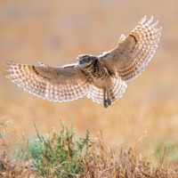 Curiosidades de la Lechuza vizcachera: el ave usurpadora de llamativos ojos y de hábitos diurnos