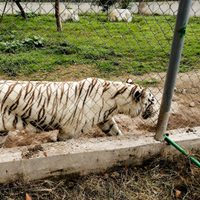 Hallan muerto al tigre de Bengala que escapó del Parque Animalia de Xicotepec