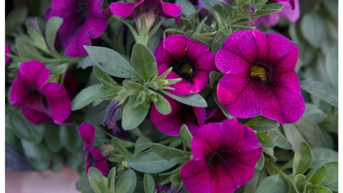 Calibrachoa. Fuente: (Instagram)
