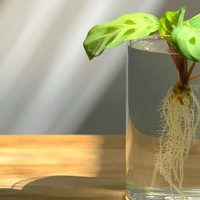 El ingrediente que siempre tenés a mano y con el que podés propagar más y mejor los esquejes de tus plantas