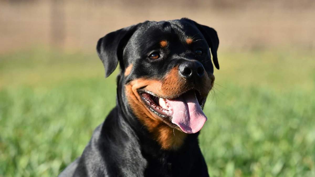 Curiosidades del Rottweiler. Fuente: (X)