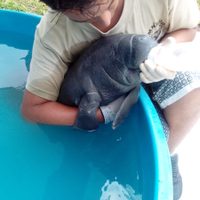 Pobladores de Centla, Tabasco, rescatan una cría de manatí