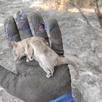 Mamíferos, anfibios y reptiles deberán sobrevivir al perder la biodiversidad por los incendios forestales