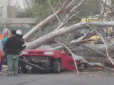Una mujer murió aplastada por un árbol en Maipú