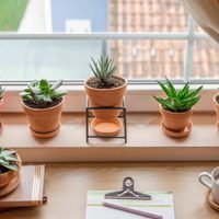 Seguro no lo sabías: 2 cosas que hay que hacer para que tus suculentas crezcan rápido