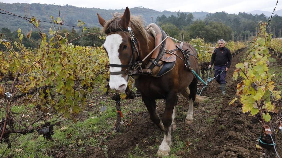 Viñedos con métodos ancestrales. Fuente: (Instagram)