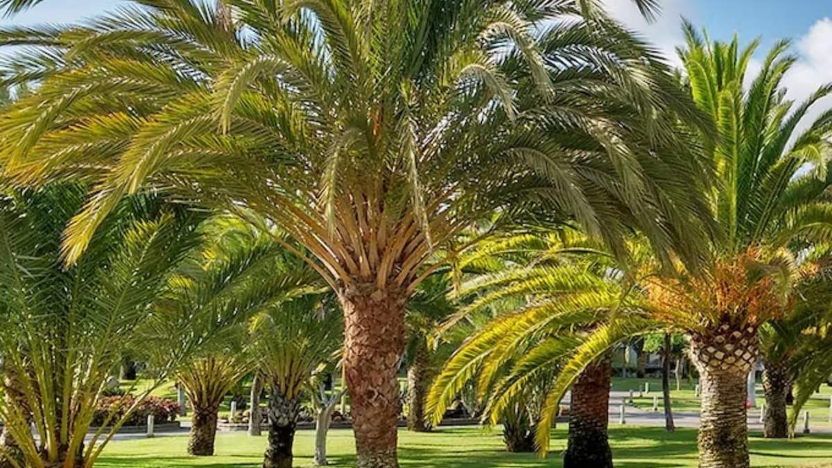 Palmeras. Fuente: (Instagram).