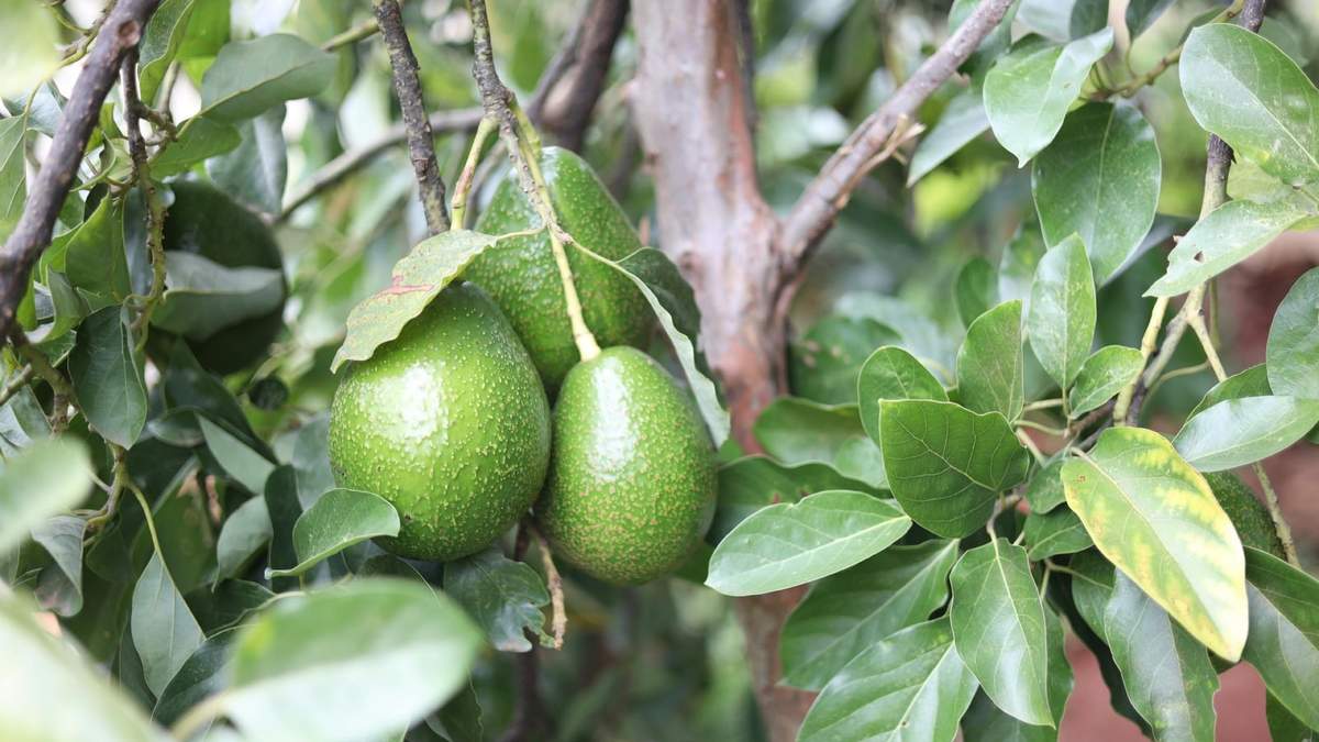 Logra que tu árbol de paltas o aguate produzca sabrosos frutos