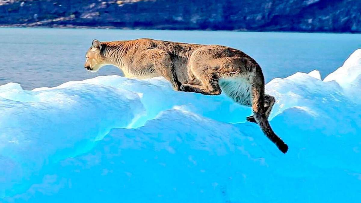 Ejemplar de puma patagónico adulto en un témpano en Los Glaciares. Fuente: (Twitter)