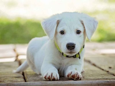 Consejos sencillos y prácticos para mejorar la vida de nuestra mascota