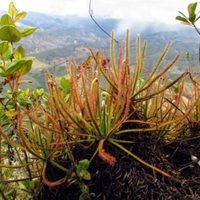 Un mono y una planta carnívora, entre las nuevas especies halladas en el mundo