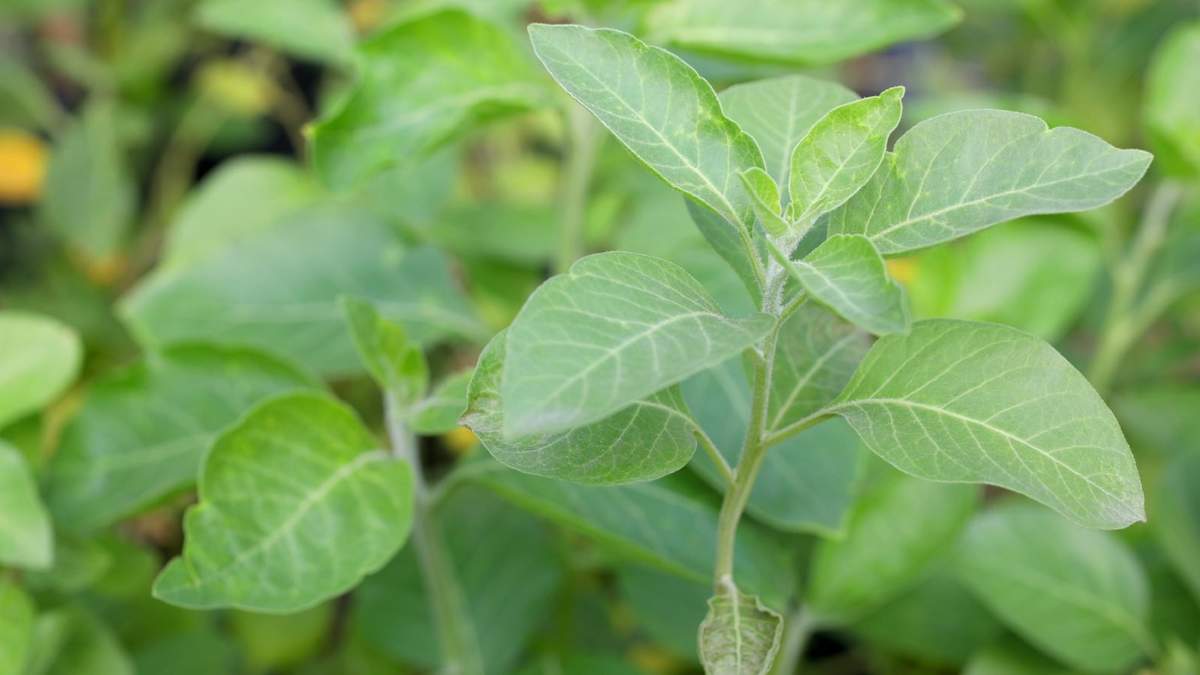 Plantas. Fuente: (Vida Universitaria)