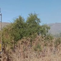 Arduo trabajo de brigadistas para controlar tres incendios en cercanía a San Martin de los Andes