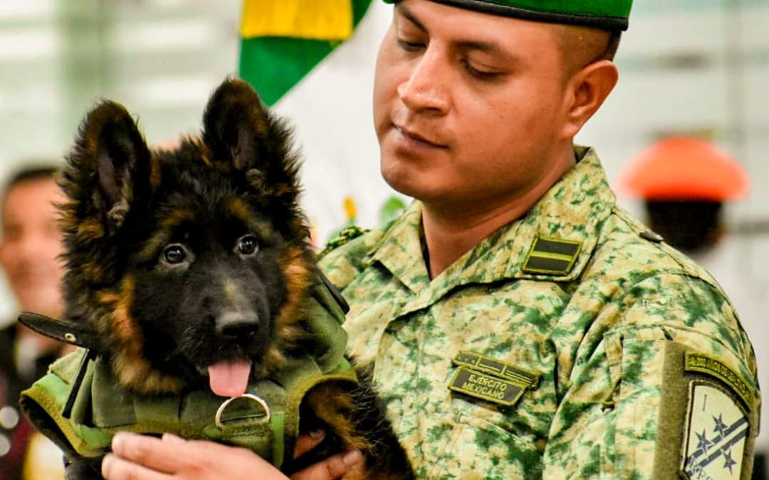 El nuevo cachorro de la Sedena