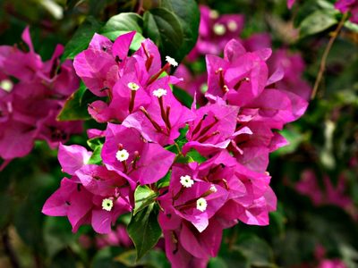 La planta trepadora casi indestructible que adoran los jardinerós para decorar: perfecta para terrazas y jardines al sol