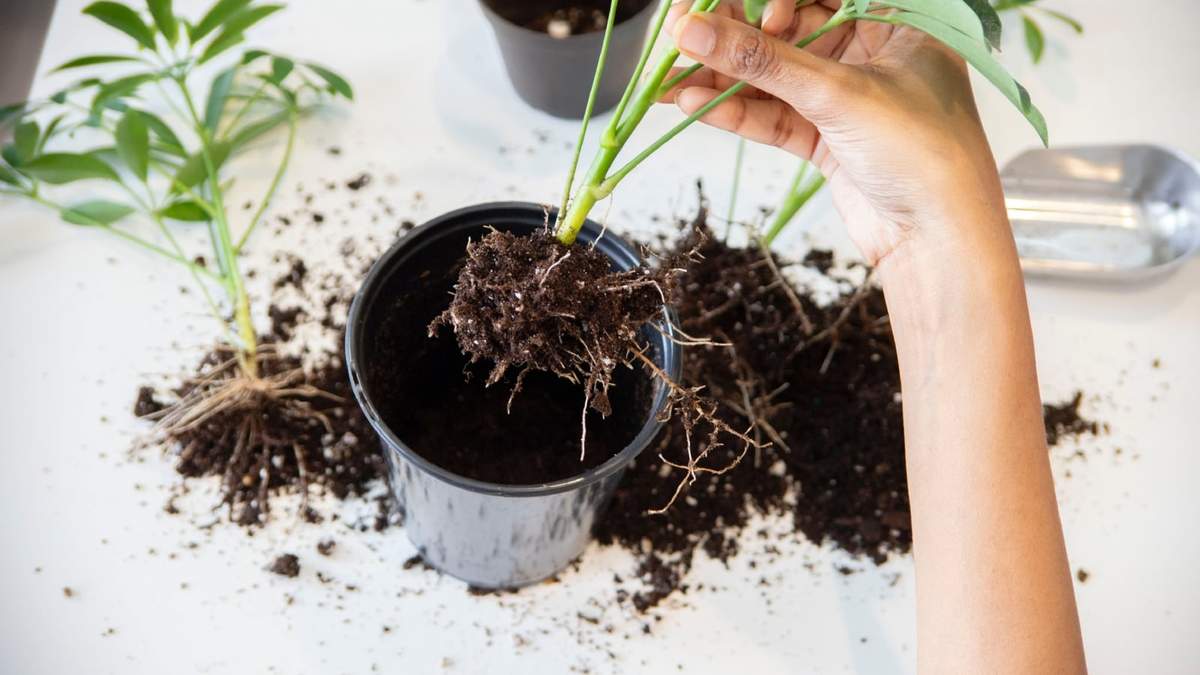 Plantas. Fuente: (Instagram).