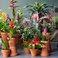 Si no tenés patio o balcón con mucha luz, conocé esta planta de interior hermosa y fácil de cuidar