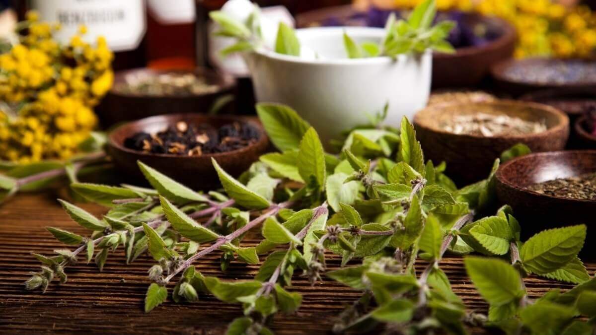 Plantas. Fuente: (Mejor con Salud)