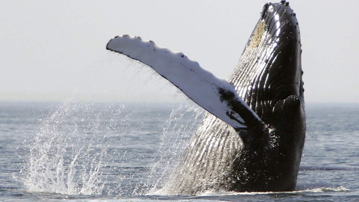 Imagen ilustrativa de la ballena jorobada. Fuente: (Twitter)