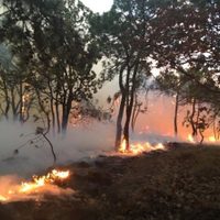 Morelos acumula 123 incendios en 2019; dañaron mil 915 hectáreas