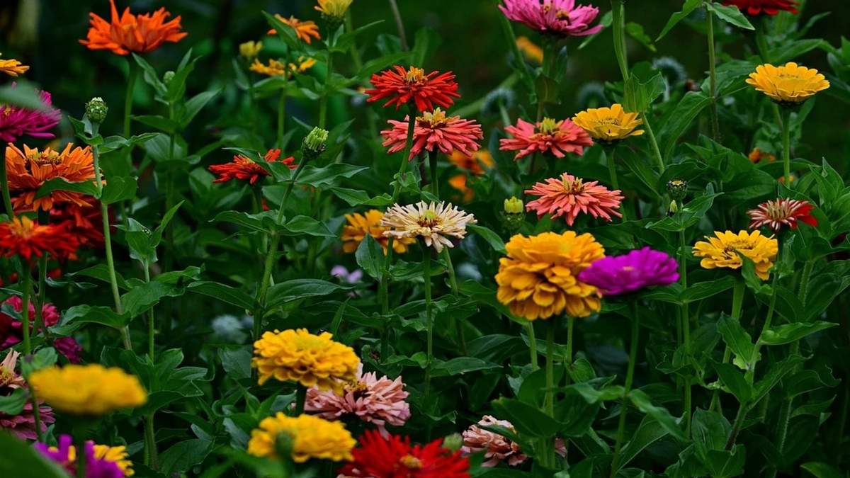 Flores. Fuente: (Instagram)