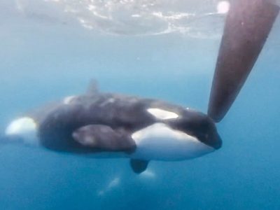Ataques de orcas a embarcaciones "es un nuevo y arriesgado juego”, dice Renaud de Stephanis