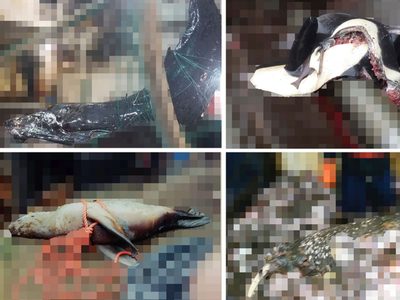 Activistas demandan a gobierno de EU por imágenes de orcas muertas en redes de pesca