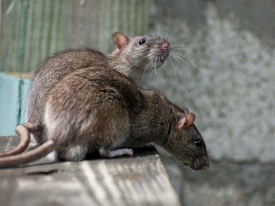 Increíble pero cierto: un hombre falleció tras ser mordido por una rata en un hospital de India