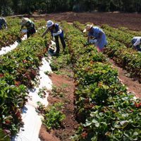 El Gobierno invertirá $12.781 millones para potenciar la agricultura familiar