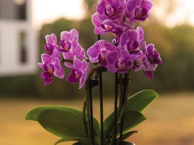 Plantas: si tus orquídeas no florecen, mirá lo que podés hacer para que estén sanas y rozagantes