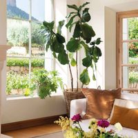 El truco infalible para que tus plantas sobrevivan a las vacaciones y te esperen verdes y sanas