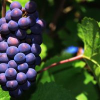 Pinot Noir: la cepa que encontró su lugar en la Patagonia