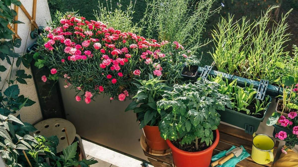 Plantas. Fuente: (Instagram)