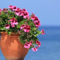 Flores eternas: la planta que florece todo el año y llena de perfume tu jardín por siempre