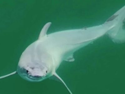 Primeras imágenes de un tiburón blanco recién nacido